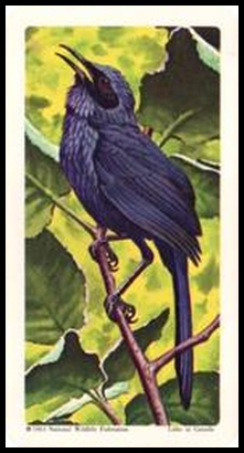 38 Blue Mockingbird